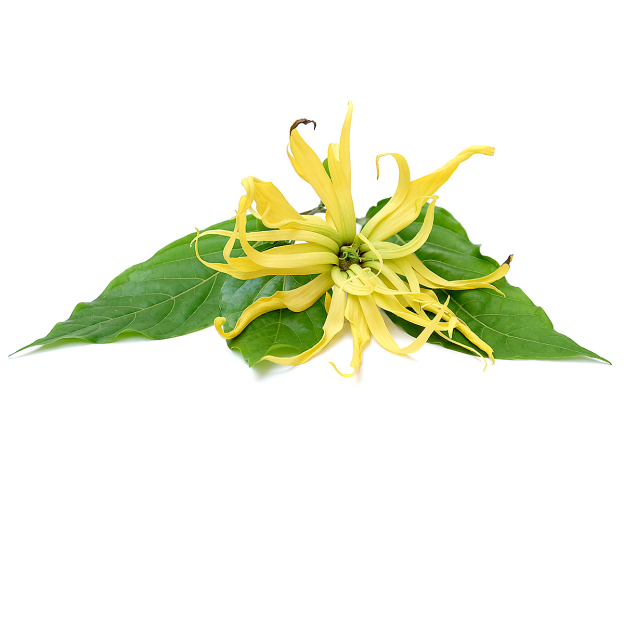 Ylang-ylang etherische olie, biologisch