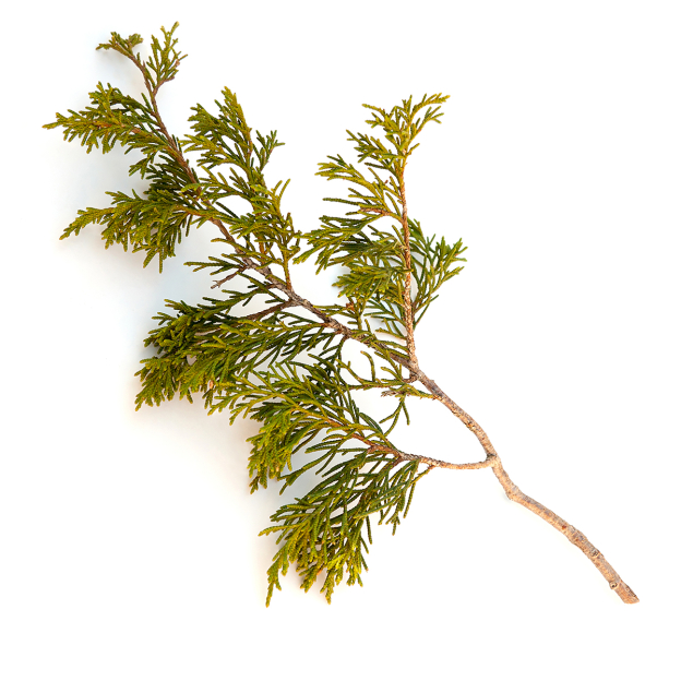Ceder virginia etherische olie, Wild