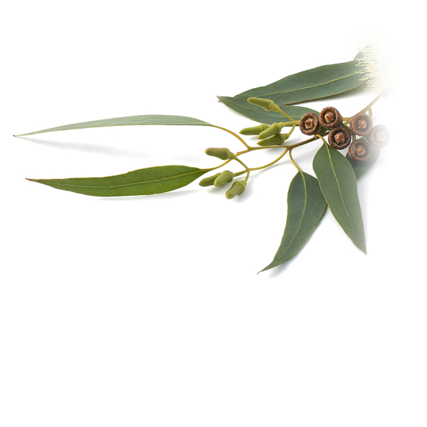 Eucalyptus etherische olie, biologisch