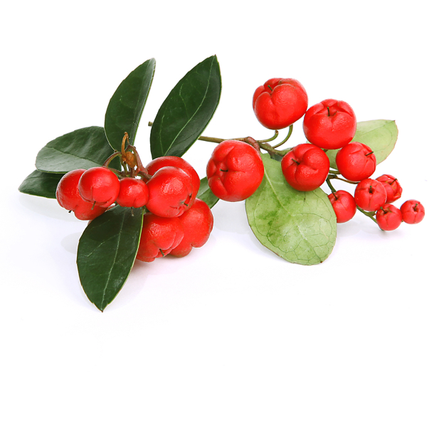 Wintergreen etherische olie, Wild