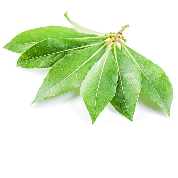Laurier, etherische olie, biologisch