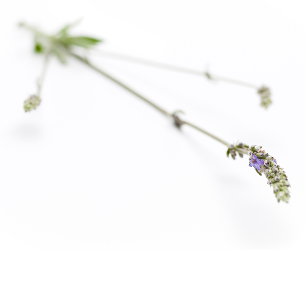 Lavendel spijk, etherische olie, biologisch