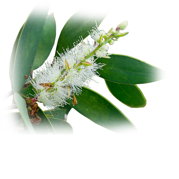 Niaouli etherische olie, biologisch