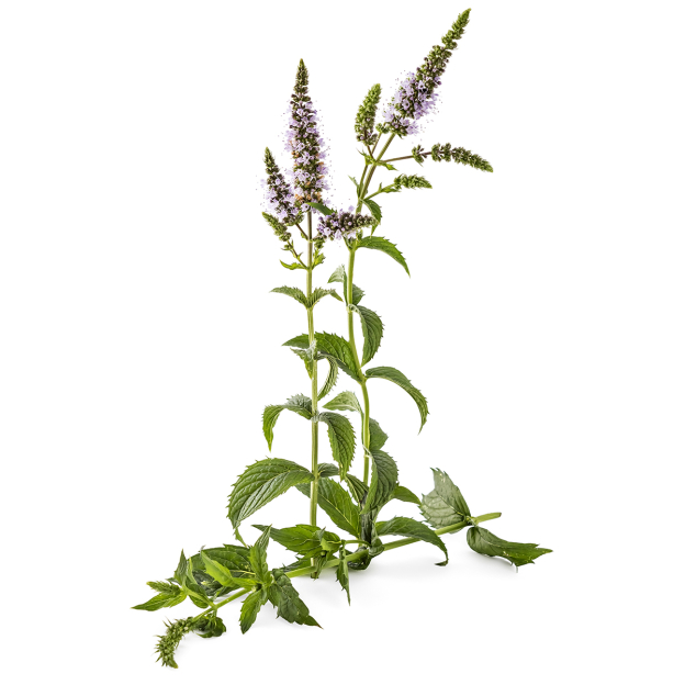 Kruizemunt etherische olie, biologisch