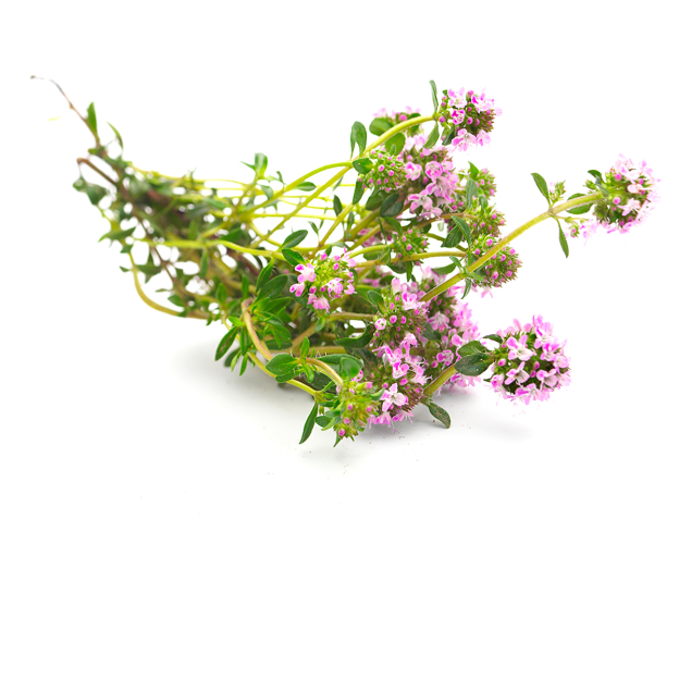 Tijm, linalol etherische olie, biologisch