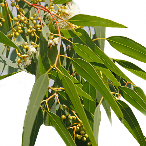 Eucalyptus, citroen etherische olie, Wild