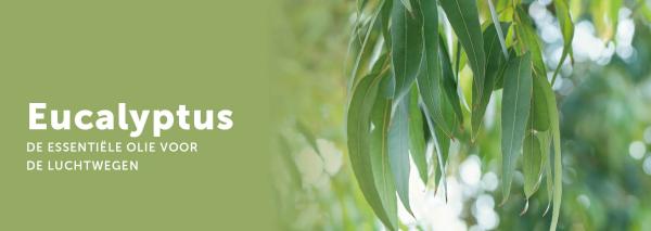 Eucalyptus olie