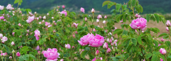Rozenolie: Rosa damascena