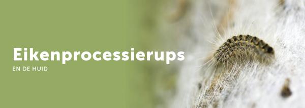 Eikenprocessierups en de huid